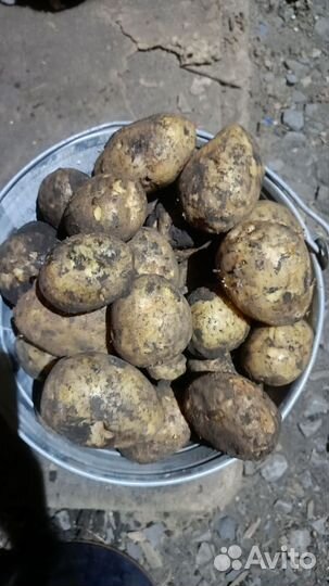 Продам картофель
