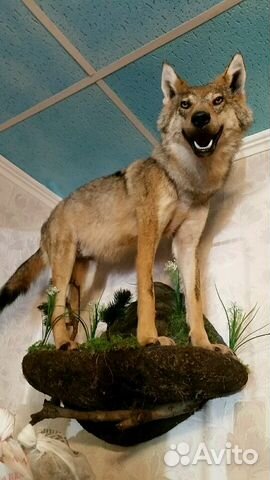 Чучело волка настенное