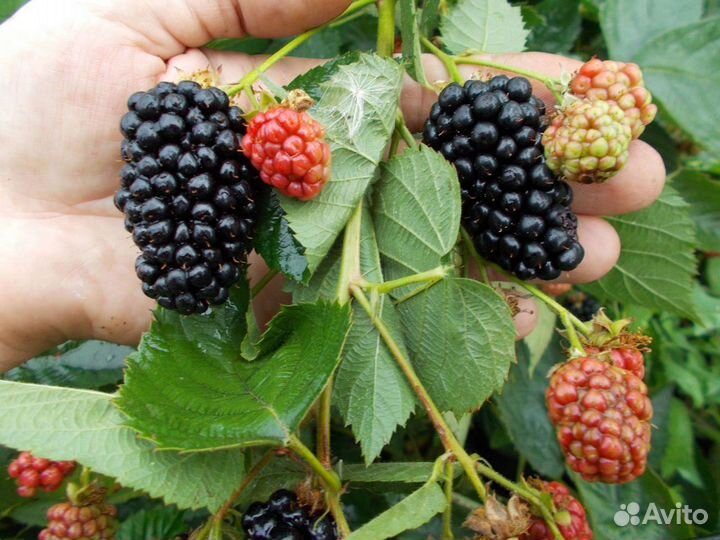 Ежевика крупноплодная