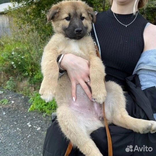 Щенки бесплатно