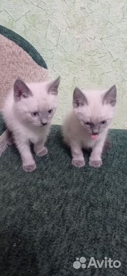 Сиамские котята