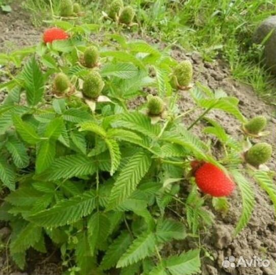 Малина Тибетская (розолистная)