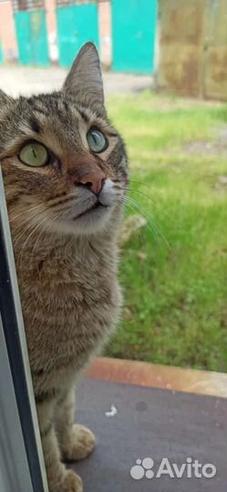 Молодой котик ищет дом