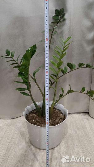 Замиокулькас