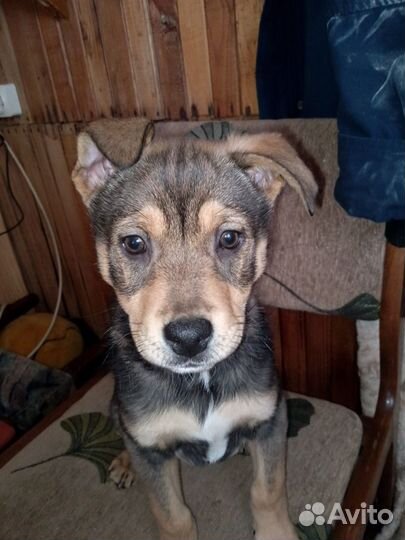 Щенки дворняжки