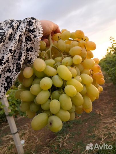 Виноград столовый