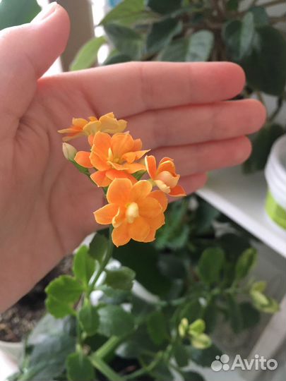 Каланхоэ комнатные цветы