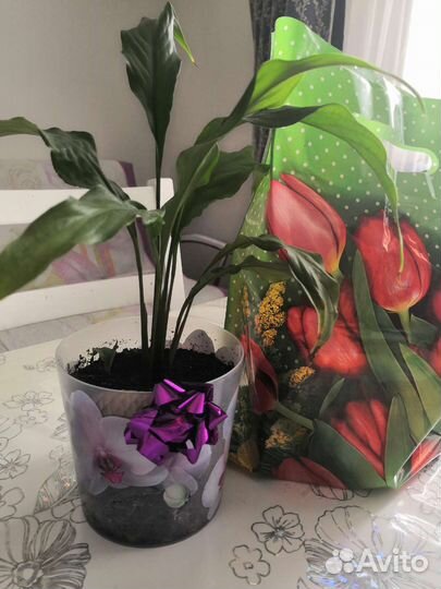 Спатифиллум