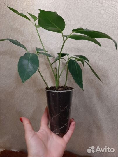 Шефлера Амате Гигант