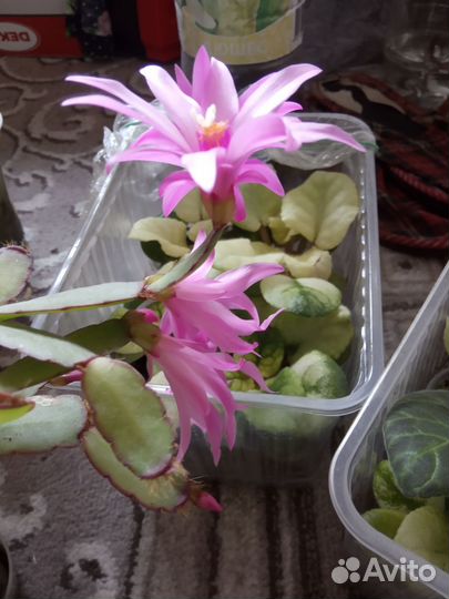 Сортовые декабристы