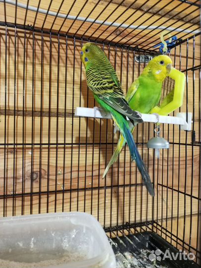 Волнистые попугаи