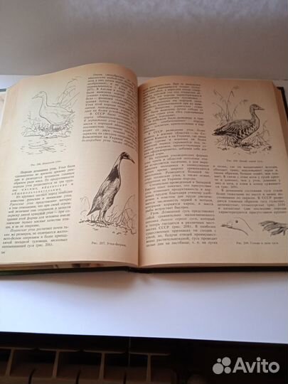 Книга Зоология для учителя