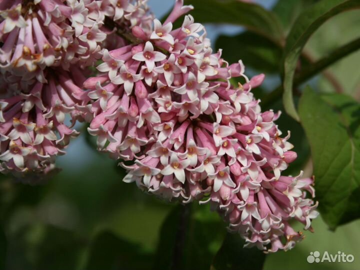 Саженцы венгерской сирени