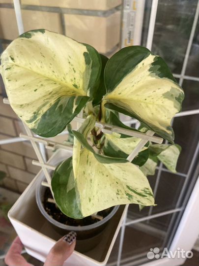 Сингониумы, Эпипремнумы, филодендрон