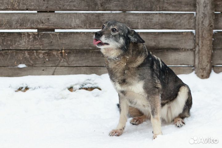 Отдаю собачку Лялю в дар