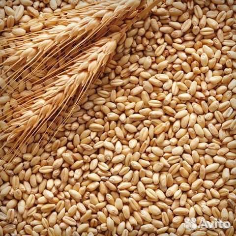 Продам пшеницу, ячмень, рожь