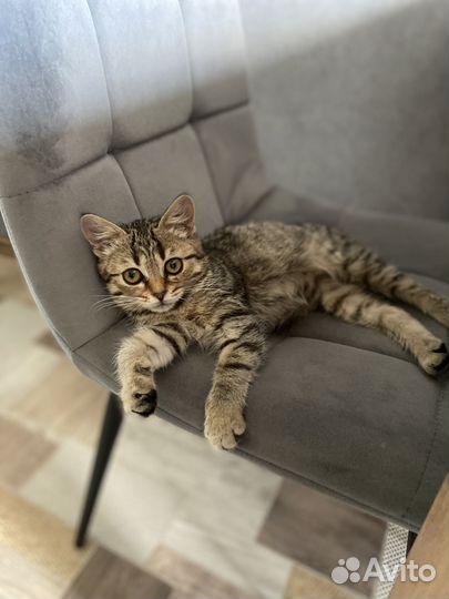 Кошка