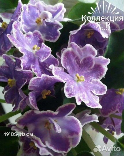 Фиалки сортовые