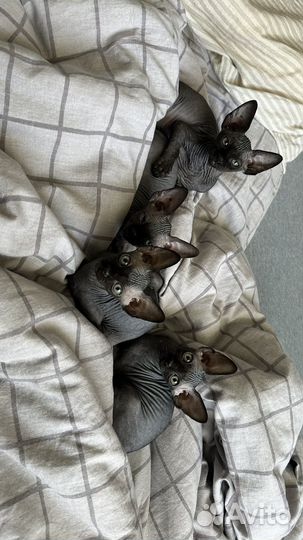 Канадский сфинкс котенок