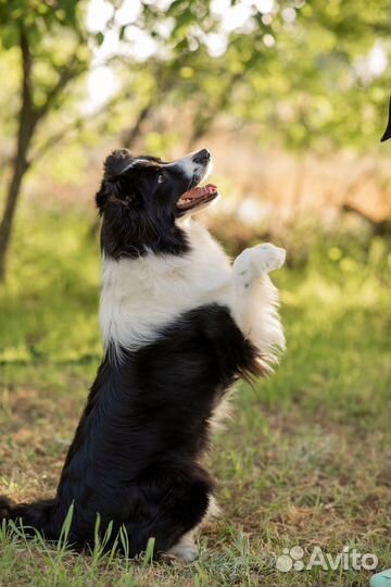 Бордер колли