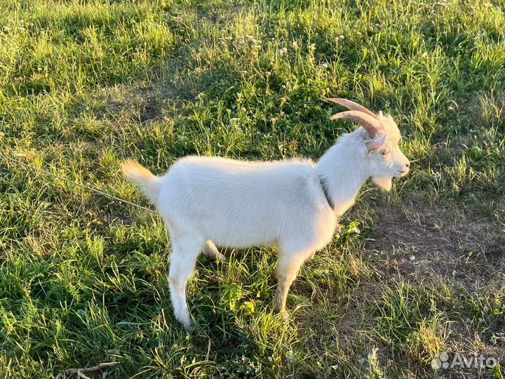 Продается козье стадо