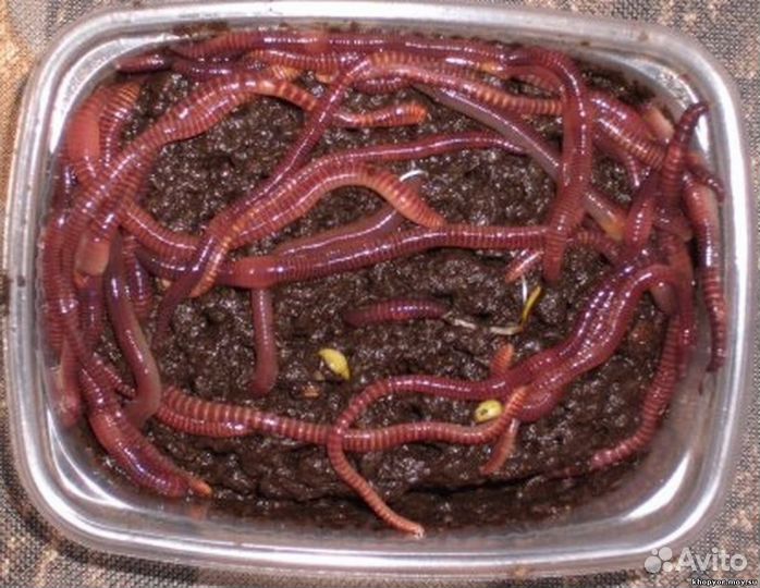 Черви навозные