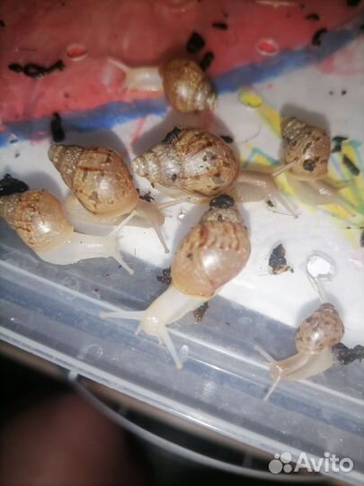 Улитки ахатины