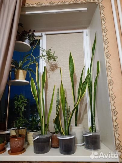 Сансевиерия