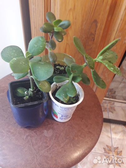 Денежное дерево из Турции (красула)