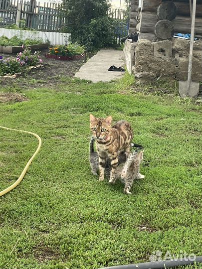 Бенгальская