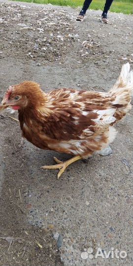 Куры Несушки