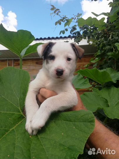 Щеночки метисы в дар, с доставкой