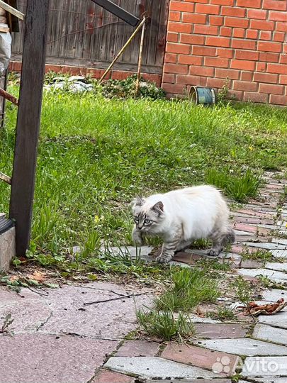 Отдам в добрые руки котенка девочку, 4 месяца