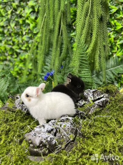 Много кроликов мини