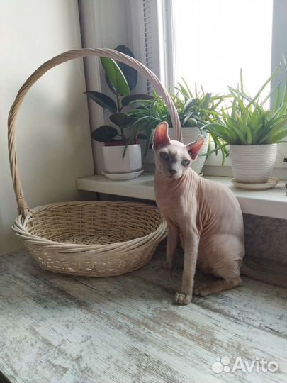 Корзина плетеная большая