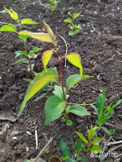 Урюк саженцы