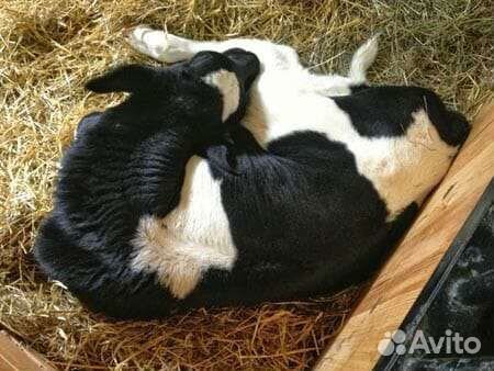 Поросята, 2 тёлки 5 месяцев