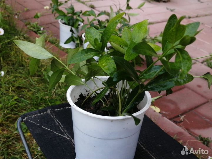 Барвинок фиолетовый 10-12 корней