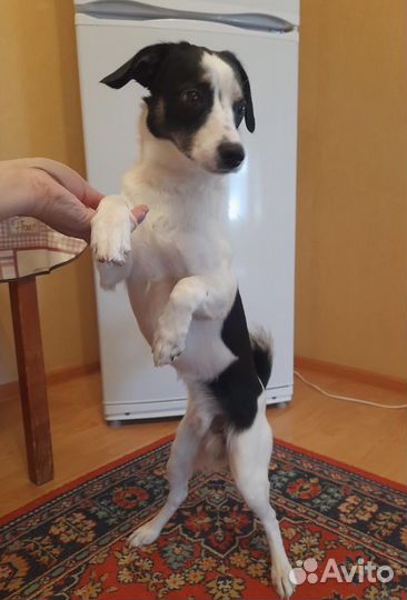 Щенок подросток весит 5 кг