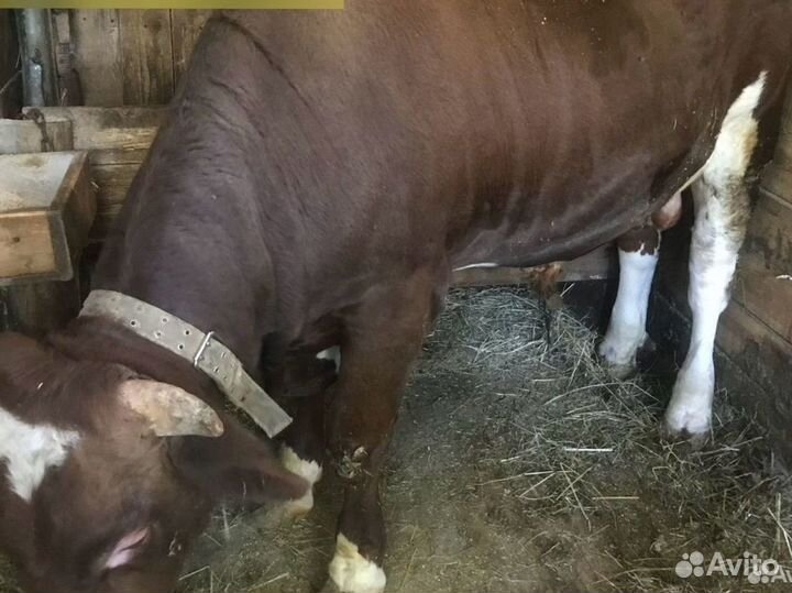 Продается бык