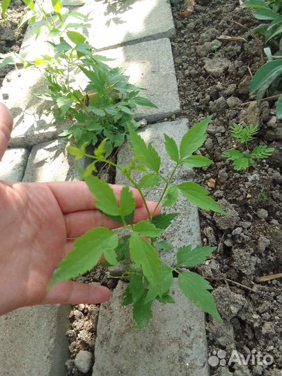 Клематис тангутский