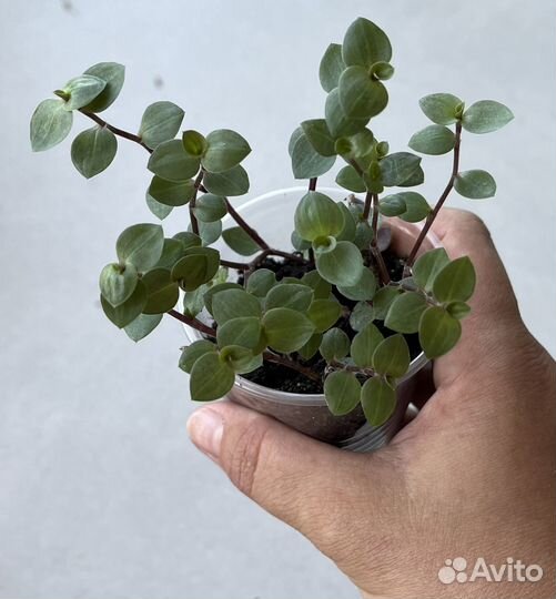 Комнатные растения цветы