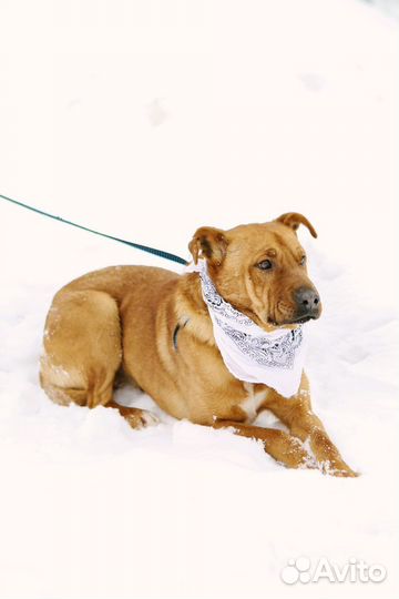 Собака в добрые руки