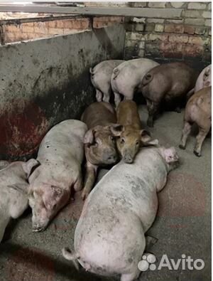 Мясо деревенское,свинина.Убой,доставка уже сегодня