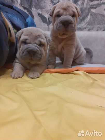 Щеночки шар-пея