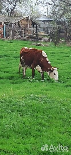 Коровы дойные молочные