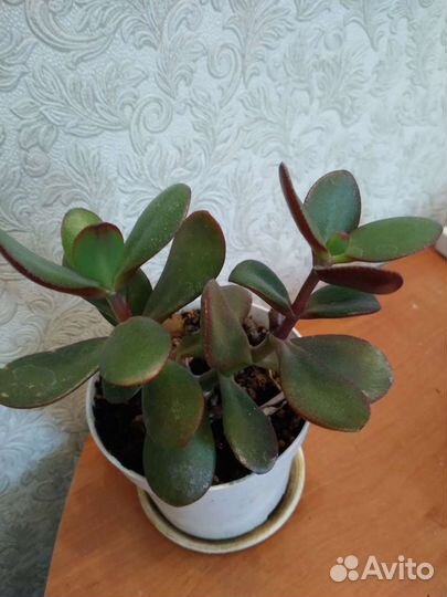 Меняю.Толстянка,хавортия. Мята