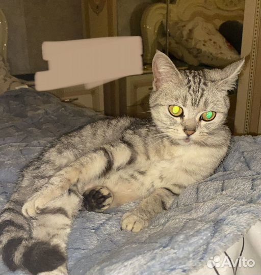 Кошка в дар бесплатно