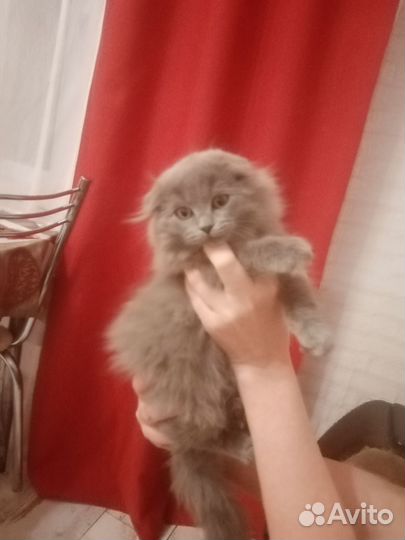 Кошка в дар бесплатно