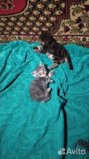 Британская кошка